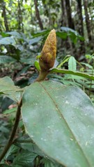 Costus lasius
