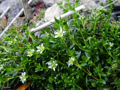 Arenaria serpens