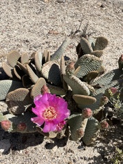 Opuntia basilaris