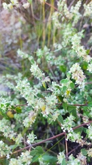 Minthostachys mollis