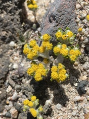 Eriophyllum pringlei