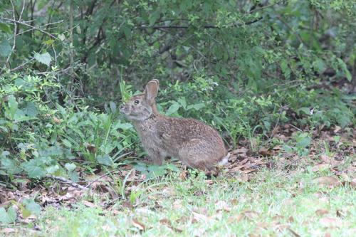 Swamp Rabbit photographed in Mississippi