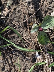 Trillium sessile