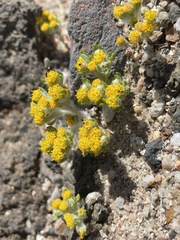 Eriophyllum pringlei