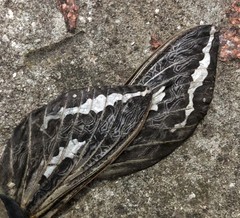 Abantiades atripalpis