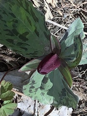 Trillium sessile