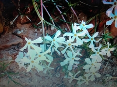 Phlox stansburyi