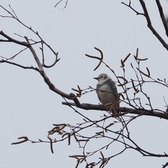 Agropsar philippensis