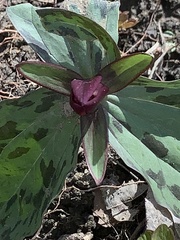 Trillium sessile