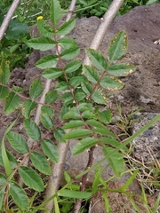 Rhus coriaria image