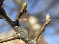 Callirhytis gallaestriatae