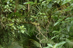 Vriesea carinata
