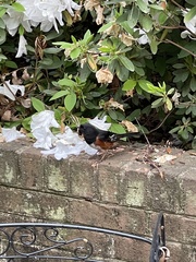 Pipilo erythrophthalmus