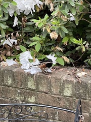 Pipilo erythrophthalmus