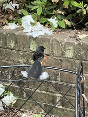 Pipilo erythrophthalmus