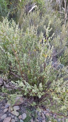 Minthostachys mollis