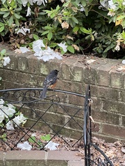 Pipilo erythrophthalmus