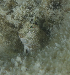Salarias alboguttatus