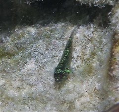 Eviota queenslandica