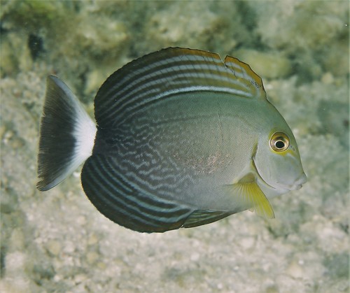 Yellowfin Surgeonfish
