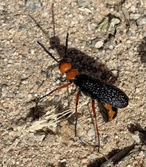 Lytta magister