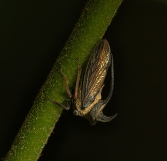 Leptocentrus