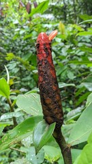 Costus scaber