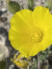 Mentzelia eremophila