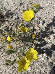 Mentzelia eremophila