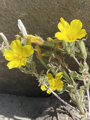 Mentzelia eremophila