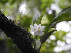 Rodriguezia bracteata