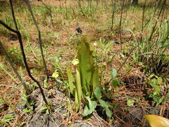 Sarracenia minor minor