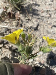 Mentzelia eremophila