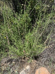 Sairocarpus multiflorus