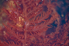Cumathamnion decipiens