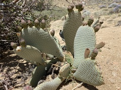 Opuntia basilaris