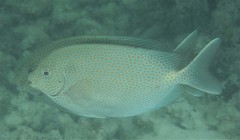 Siganus punctatus