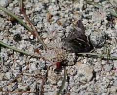 Litocala sexsignata