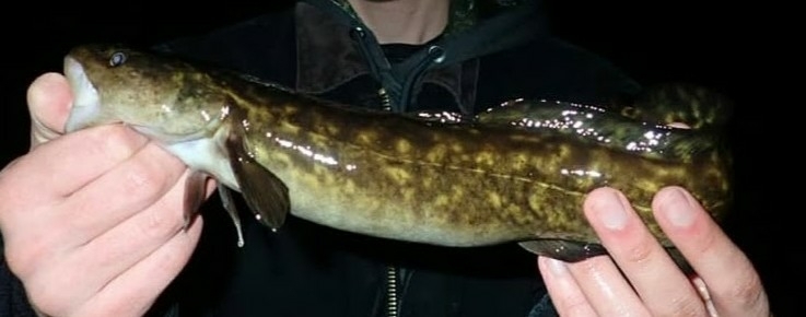 Burbot from Whiting, WI, USA on January 27, 2018 by Jason Lins ...