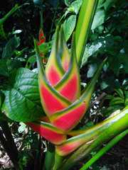 Heliconia wagneriana image