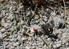 Litocala sexsignata