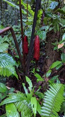 Costus erythrocoryne