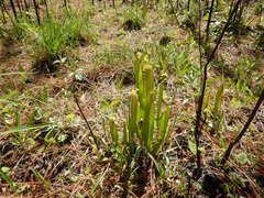 Sarracenia minor minor