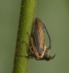 Leptocentrus