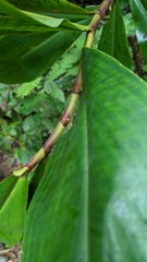 Costus erythrocoryne
