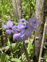 Phlox stolonifera