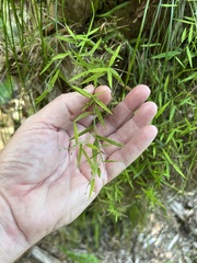 Dichanthelium patulum