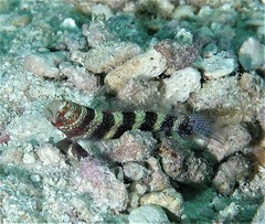 Amblyeleotris wheeleri