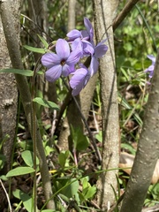 Phlox stolonifera