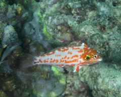 Macropharyngodon choati